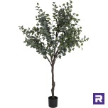 Eukalüptipuu 210 cm