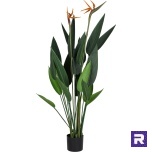 Paradiisilinnulill 133 cm