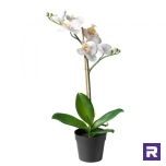 Orhidee, h= 38 cm
